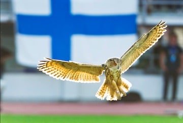 Suomen jalkapallomaajoukkueen lempinimi on Huuhkajat